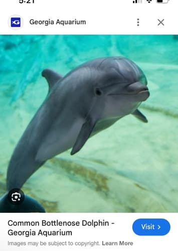 Dolphin