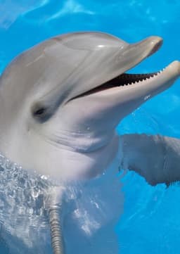 Dolphin