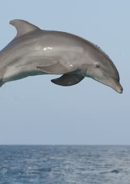 Dolphin