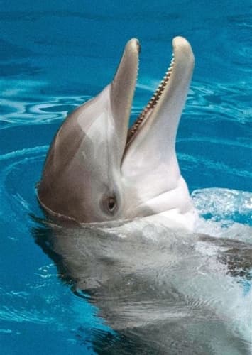 Dolphin
