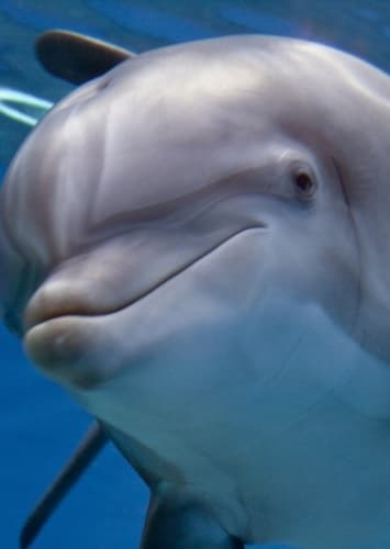 Dolphin