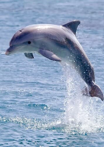 Dolphin