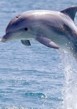 Dolphin