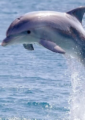 Dolphin