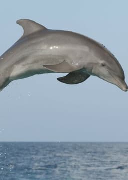 Dolphin