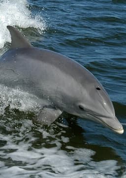 Dolphin