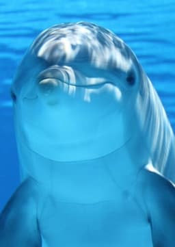 Dolphin