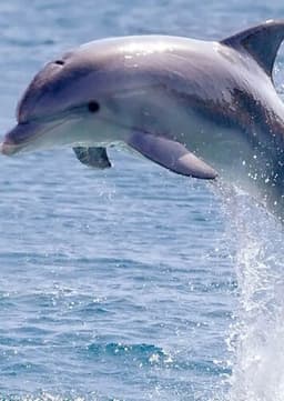 Dolphin