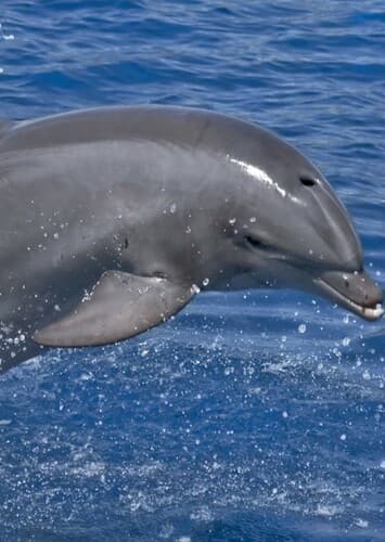 Dolphin