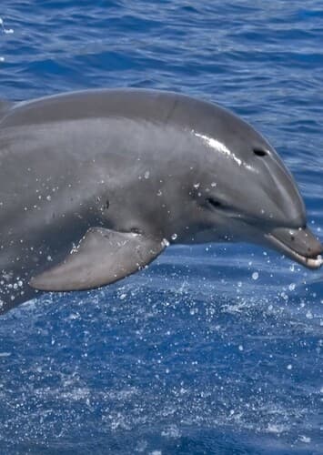 Dolphin