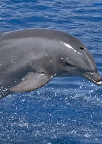 Dolphin
