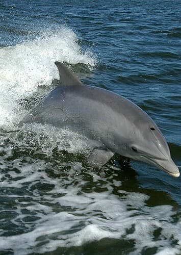 Dolphin