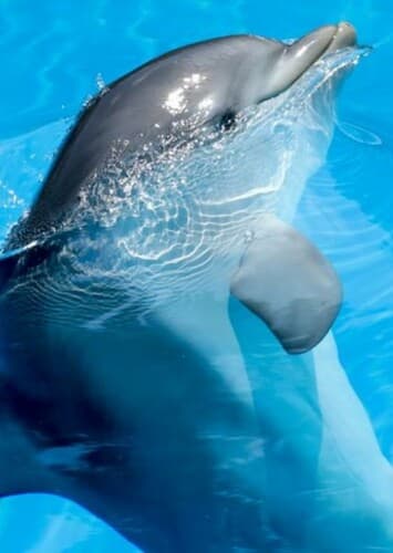 Dolphin