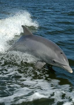 Dolphin
