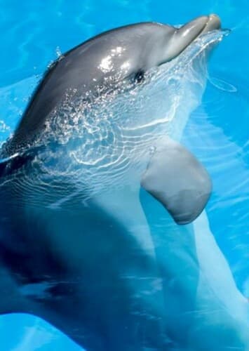 Dolphin