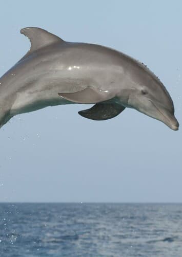 Dolphin