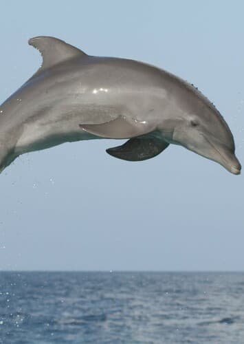Dolphin