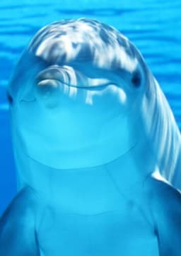 Dolphin