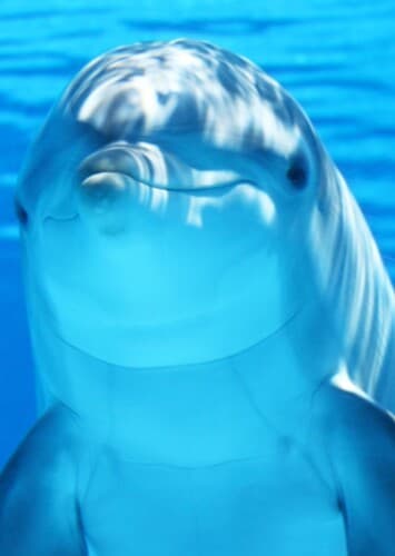 Dolphin