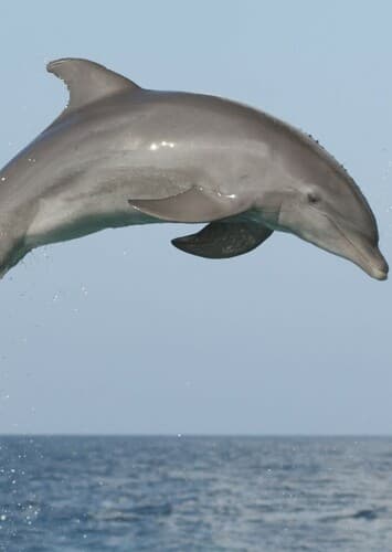 Dolphin