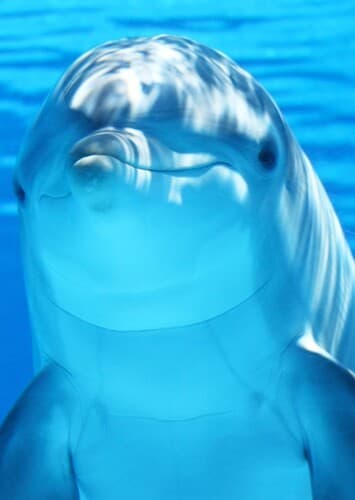 Dolphin