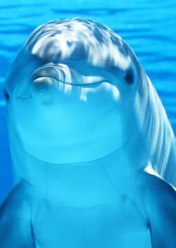 Dolphin