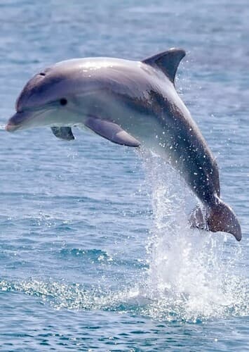 Dolphin