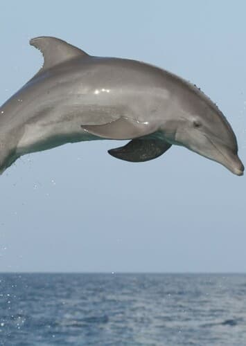Dolphin