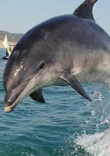 Dolphin