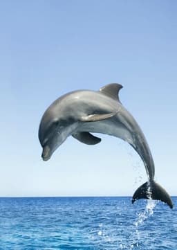 Dolphin