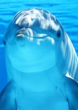Dolphin