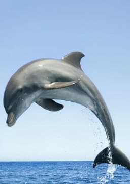 Dolphin