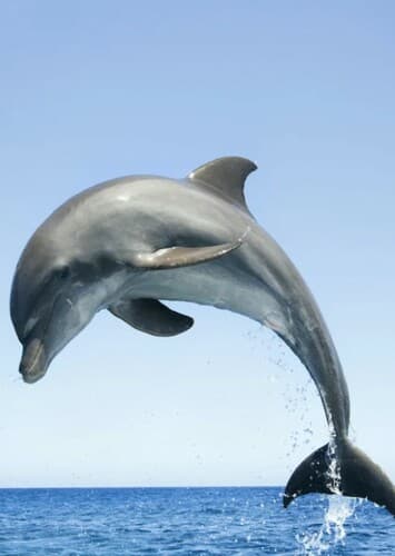 Dolphin