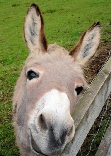 Donkey