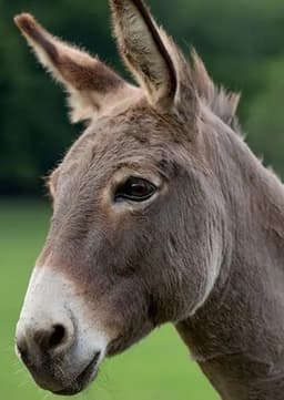 Donkey