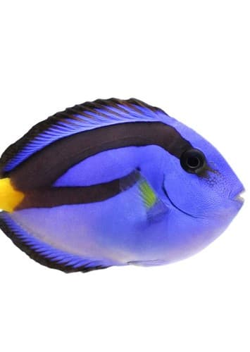 Dory