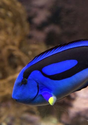Dory