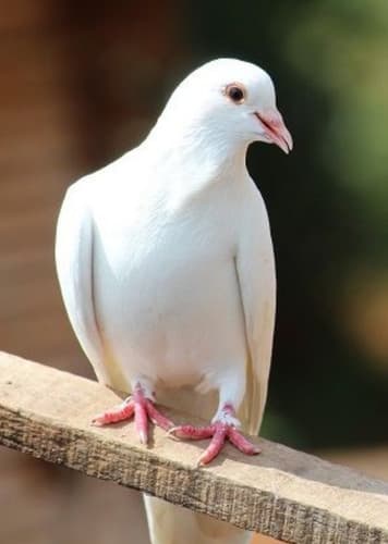 Dove (Generic)
