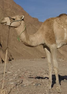 Dromedary Camel