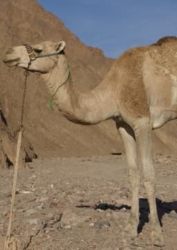 Dromedary Camel
