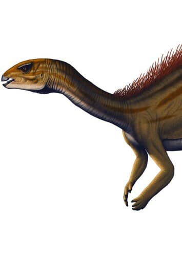 Dryosaurus