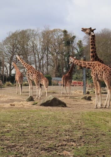 Dublin Zoo
