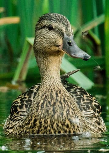 Duck (Generic)