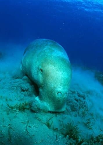 Dugong