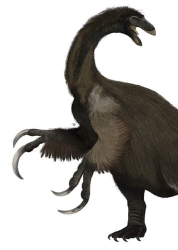 Duonychus