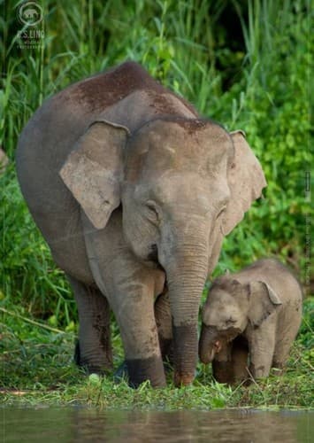 Dwarf Elephants