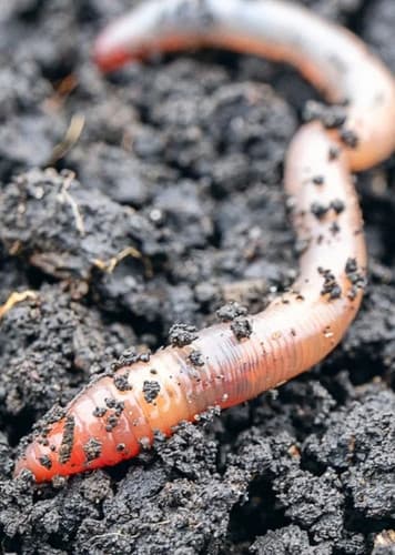 Earthworm