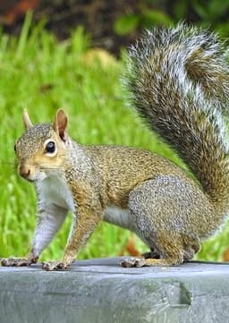 Eastern gray squirrel