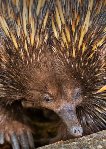 Echidna