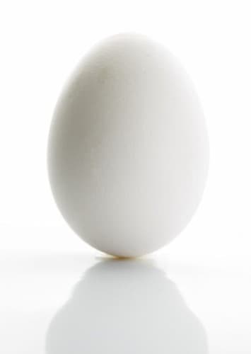 Egg